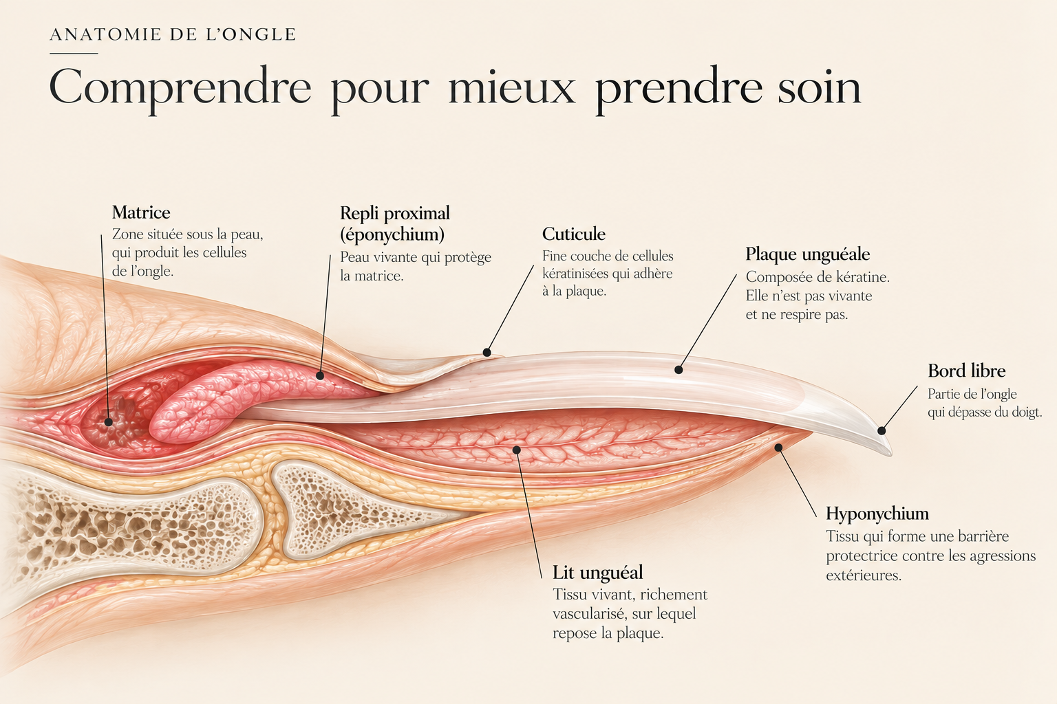 Anatomie de l’ongle en coupe : matrice, cuticule, plaque unguéale, lit unguéal, hyponychium et bord libre – Les Soins d’Anabelle Bordeaux