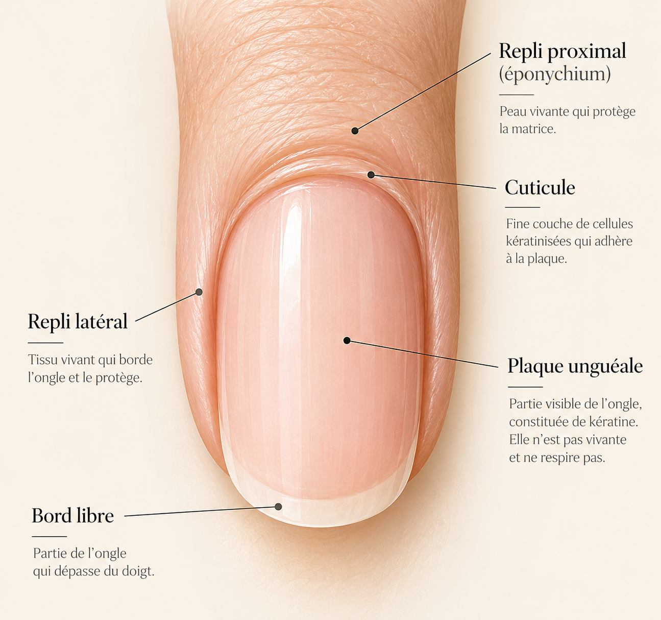 Cuticule, repli proximal et replis latéraux : anatomie autour de l’ongle – Les Soins d’Anabelle Bordeaux